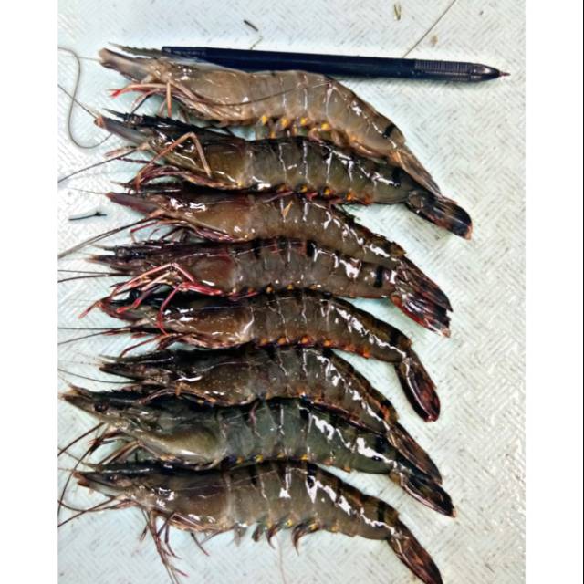 

UDANG PANCET SEGAR SIZE 50 1KG