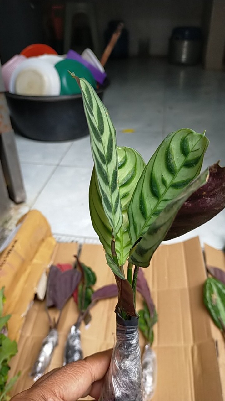Tanaman Hias Calathea Makoyana - Chalatea - Kalatea