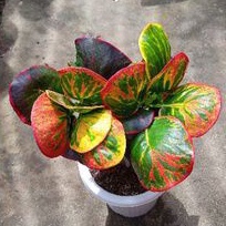 puring apel rehana / puring apel merah besar