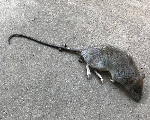 Ramtus Obat Racun Tikus Langsung Mati Kering Tidak Bau Sangat Ampuh Racun Pembasmi Tikus 6 Pack