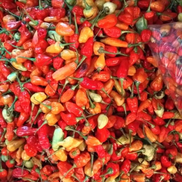 

CABE RAWIT MERAH