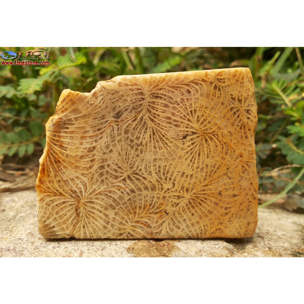 Bahan Batu Akik Kelabang part19 ( motif jelas )