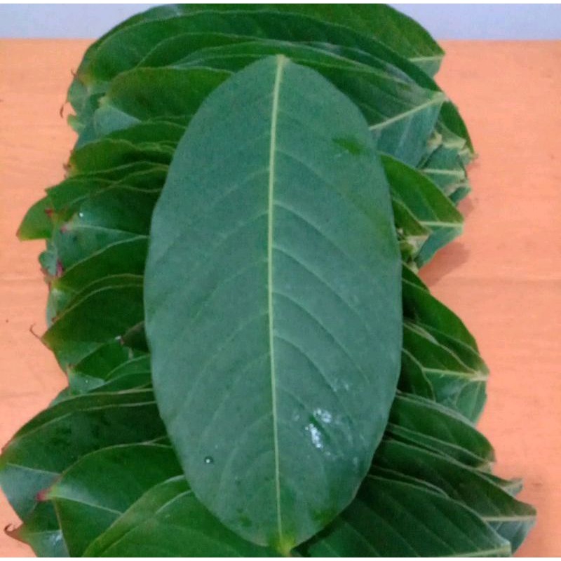 

Herbal daun bungur super segar/lembar