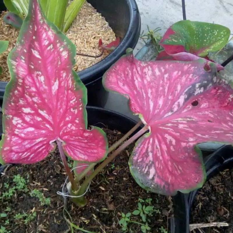 Caladium lance whorton