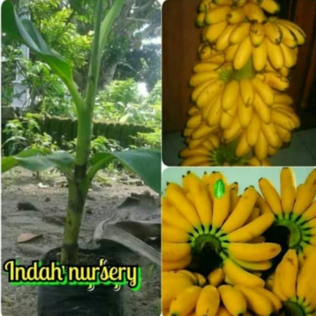 BIBIT BUAH PISANG MAS KIRANA