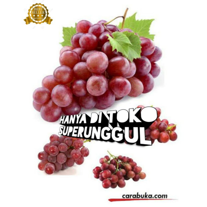 Bibit Anggur Import Jenis Red Globe