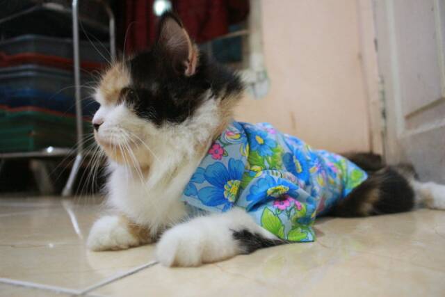 Baju pantai kucing biru lucu untuk kucing anjing / baju kucing terlaris murah size S M L XL