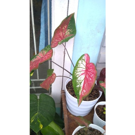 keladi (caladium) red clone