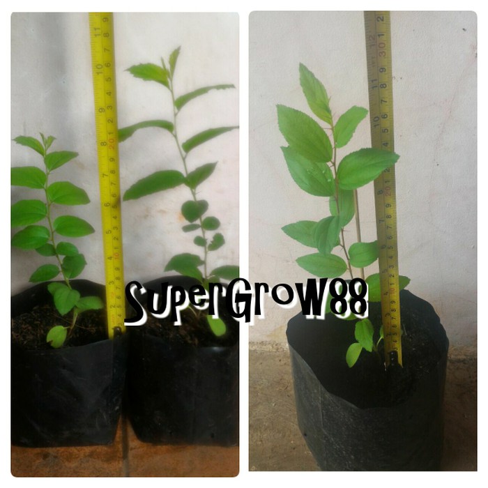 Bibit Pohon Bidara Arab atau Sidr