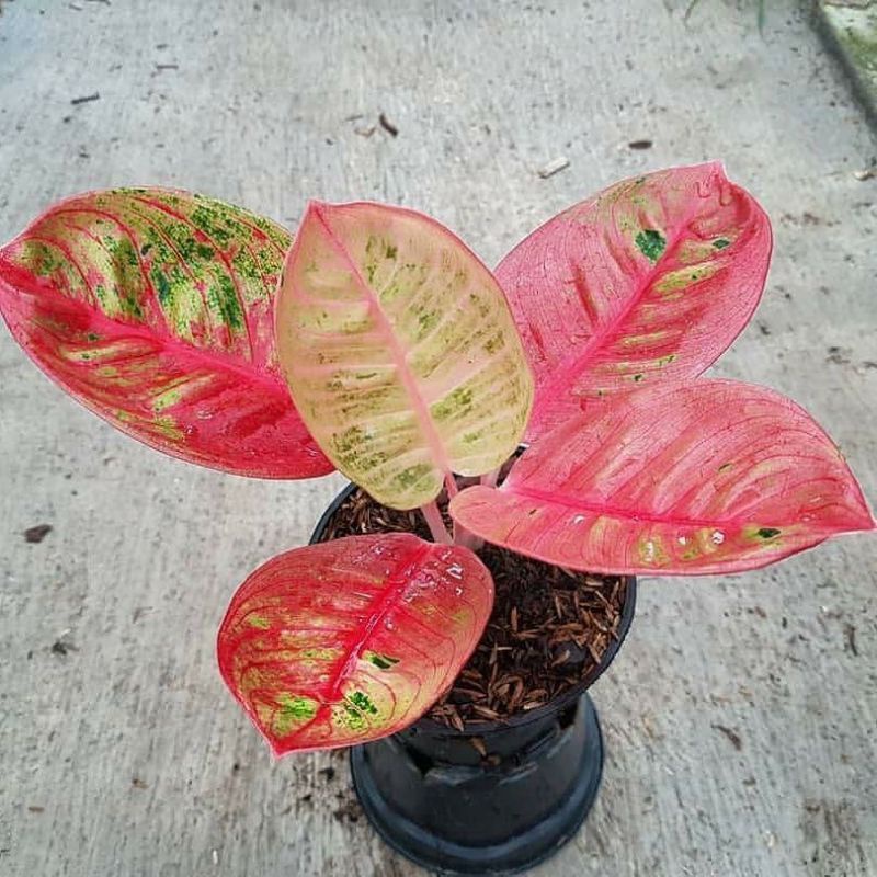 TANAMAN HIAS AGLONEMA//BABY AGLONEMA ROMANTIC LOVE