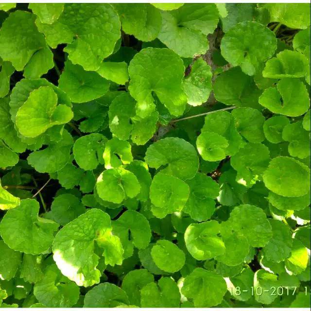 

promo Daun herbal pegagan segar 10lembar