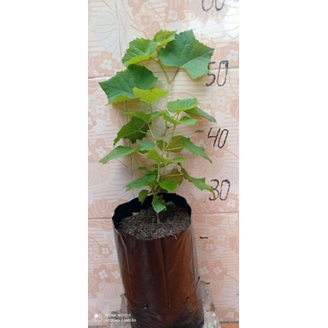 anggur jupiter ownroot