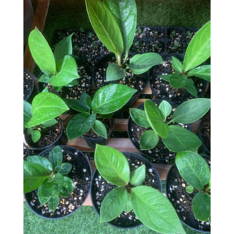 Bibit Bunga Anthurium Jemani Jaguar