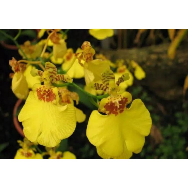 Seedling Anggrek Oncidium