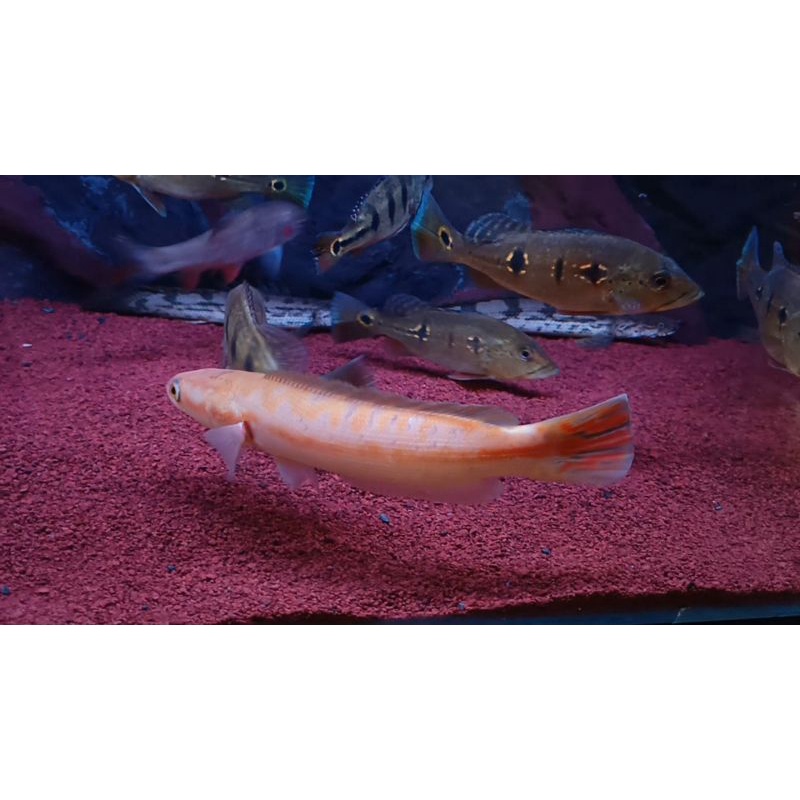 toman xanthic channa micropeltes xhantic 22-23cm