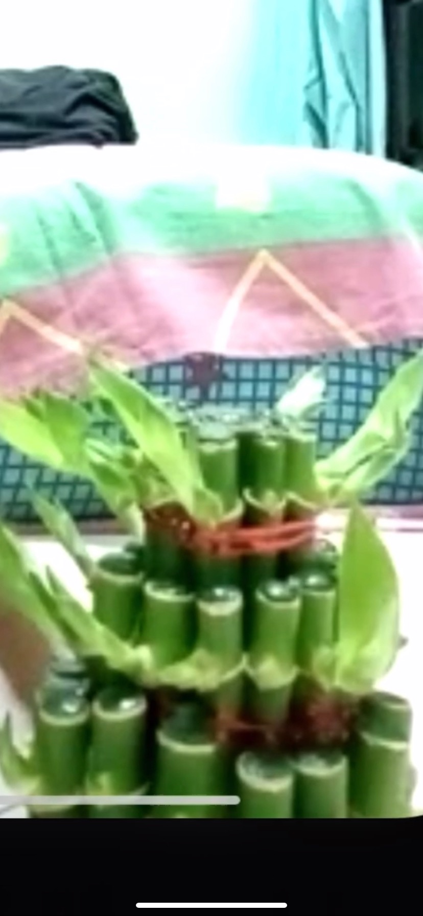 Bambu Hoki / Lucky Bamboo / Bambu Rejeki / Bambu Cina/ Bambu Mini