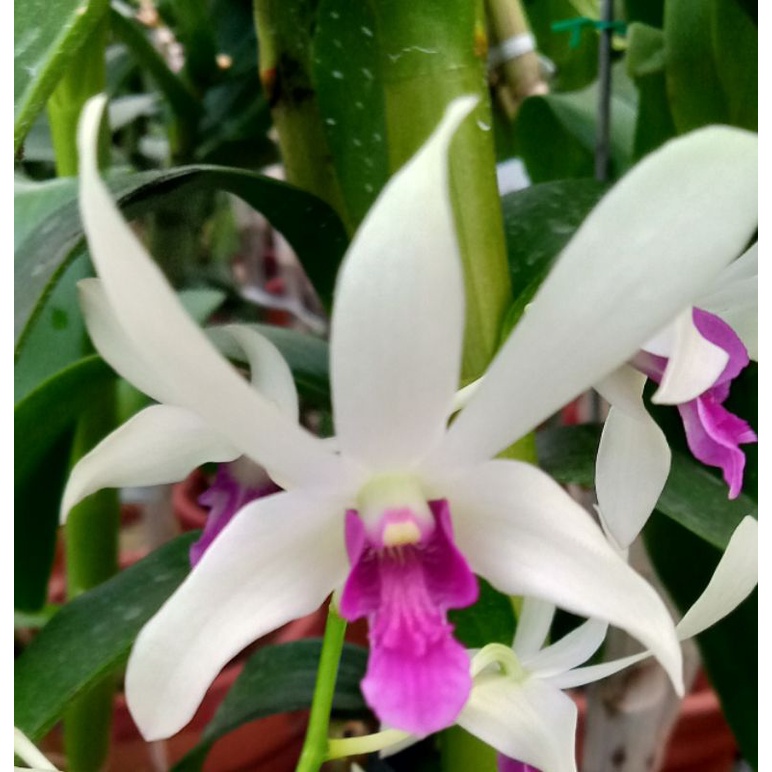Dendrobium dr uthai white