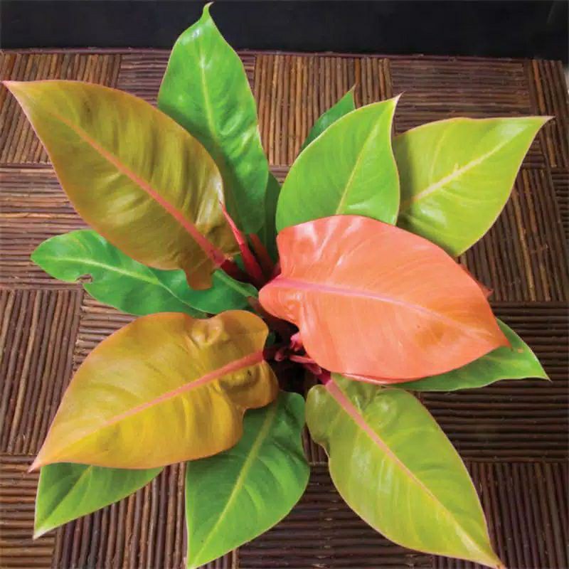 tanaman hias bunga oren juice/phillodendron oren/tanaman hias phillodendron/phillo dendron oren prin