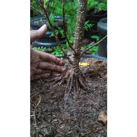 bahan bonsai kimeng pecah batang los