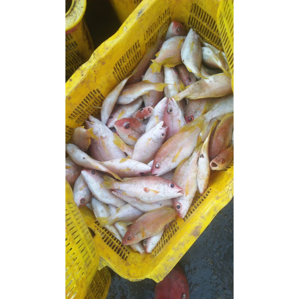 

ikan ekor kuning segar 1 kg