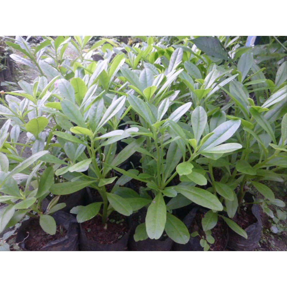 Bibit Kolesom Limited