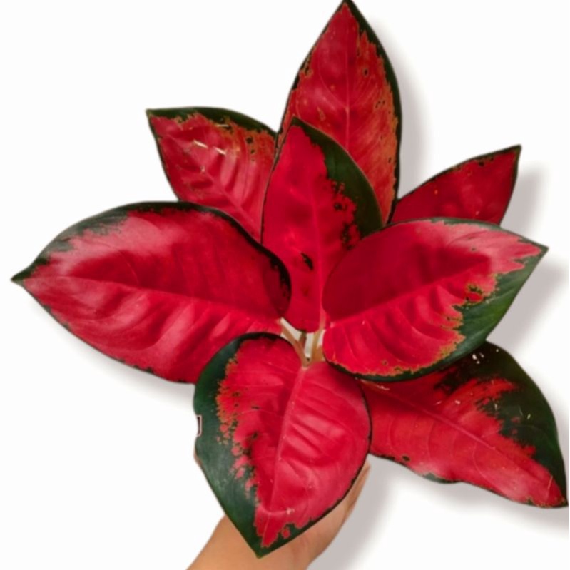 Aglonema suksom jaipong kulture (Tanaman hias aglaonema suksom jaipong kulture) - tanaman hias hidup - bunga hidup - bunga aglonema - aglaonema merah - aglonema merah - aglaonema murah - aglaonema murah