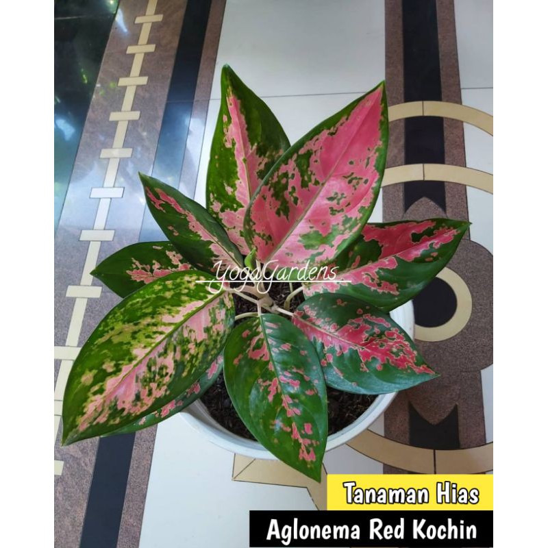 aglonema red kochin - Tanaman hias aglonema kocin ANAKAN