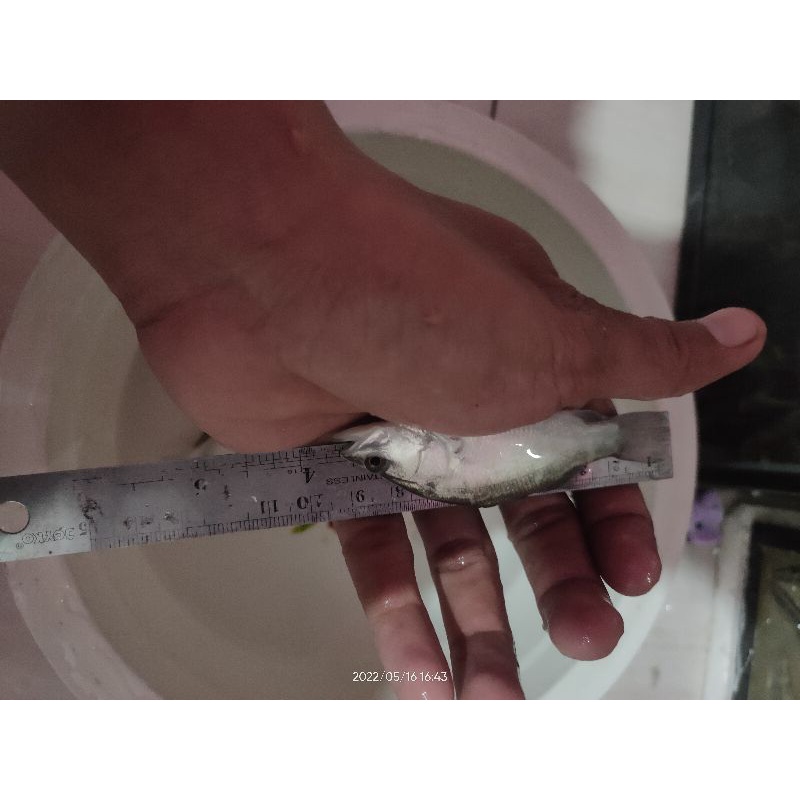 Paket 8 ekor Barramundi / kakap putih 100% air tawar 8-11 cm