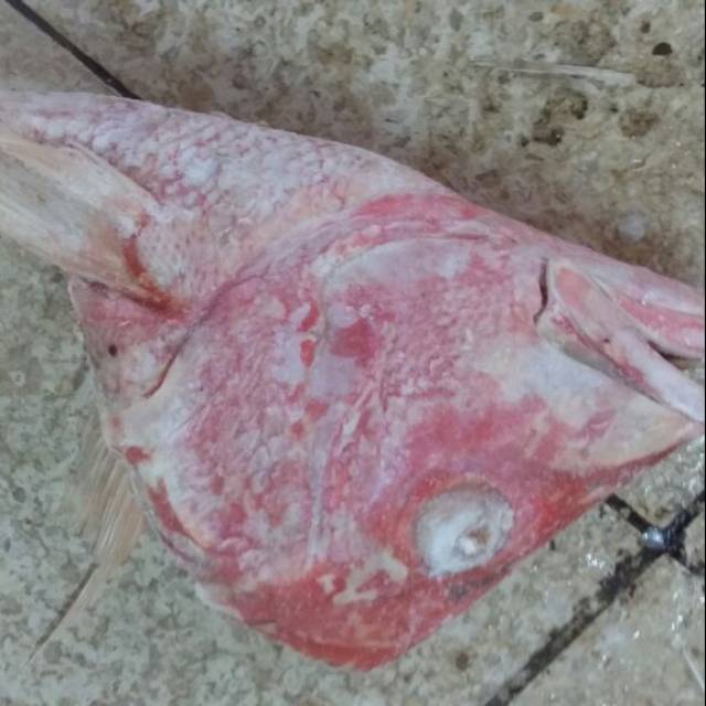 

Kepala kakap beku
