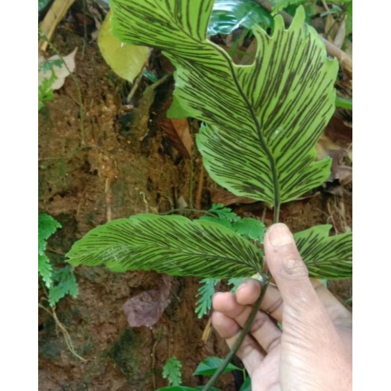 tanaman hias pakis sisir