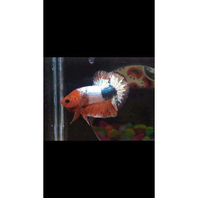 cupang fccp orangehead army