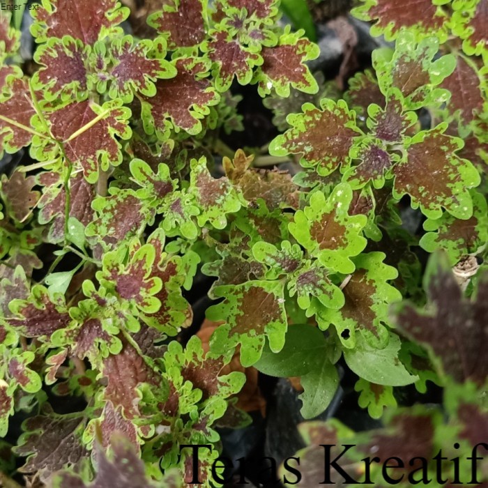 Miana Ikal Coleus Army# Miana Abri Hijau Coklat Langka ; Bunga & Tanaman Terlengkap