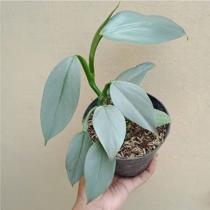 TANAMAN BUNGA PHILODENDRON HASTATUM SILVER BUNGA MURAH TERAWAT PHILO SWOR SILVER