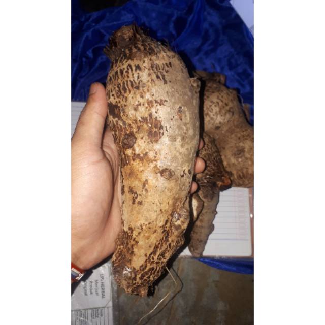 

Jual umbi talas super talas puleen