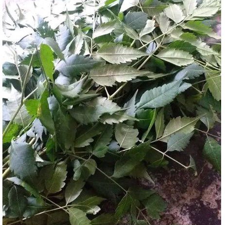 

Daun Mimba Atau Mindi segar per 1 kg