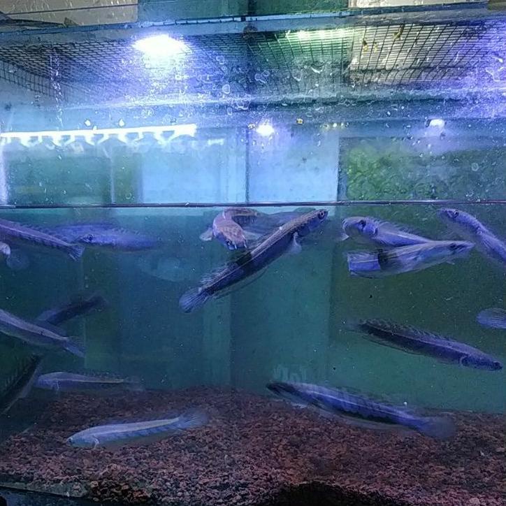 Ready HIF beby chana maru ( red eye ) ys yellow sentarum 10-12 cm up bar tebal" rapi" barang pilihan