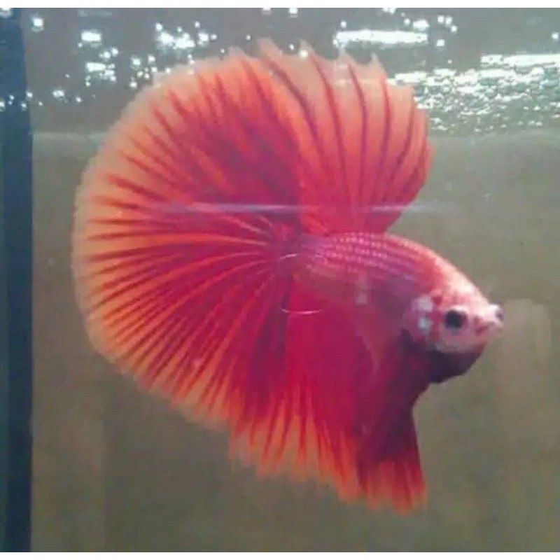 

ikan cupang super red