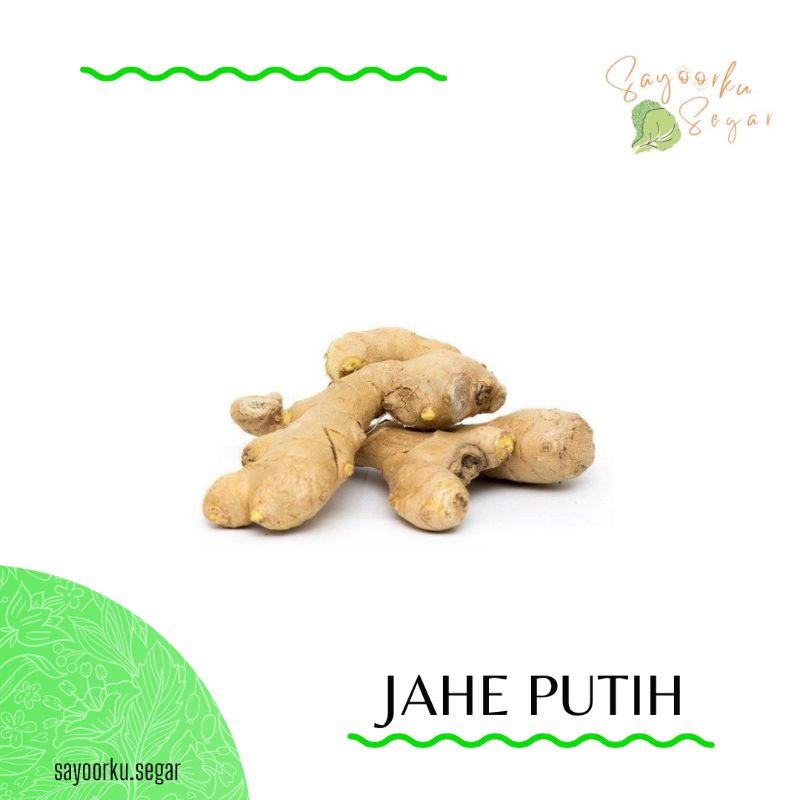 

Jahe Putih / Jahe Emprit / Jahe Jamu / Jahe Merah