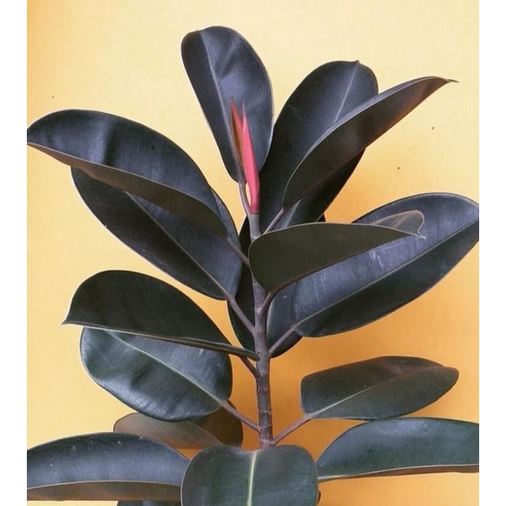 ficus elastica / karetkebo