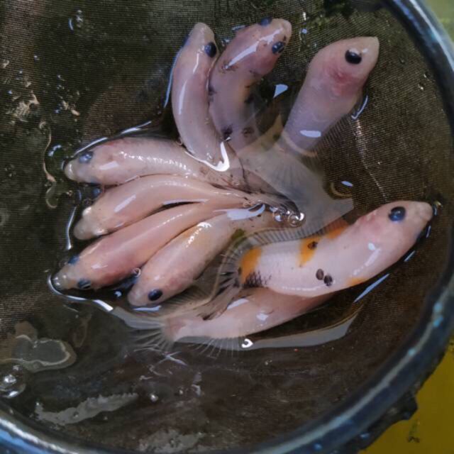 Ikan Cupang Cello