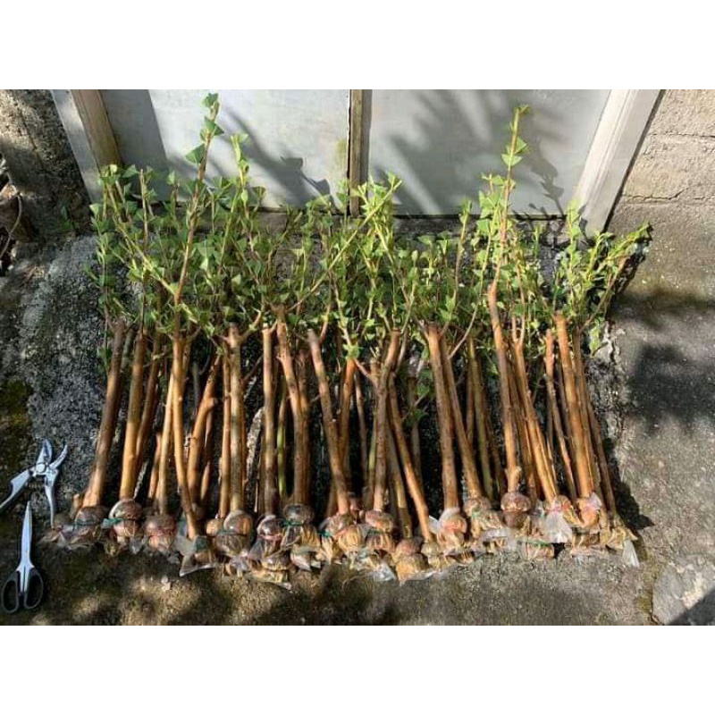 bibit fresh cangkok jambu kristal merah valid asli banyuwangi