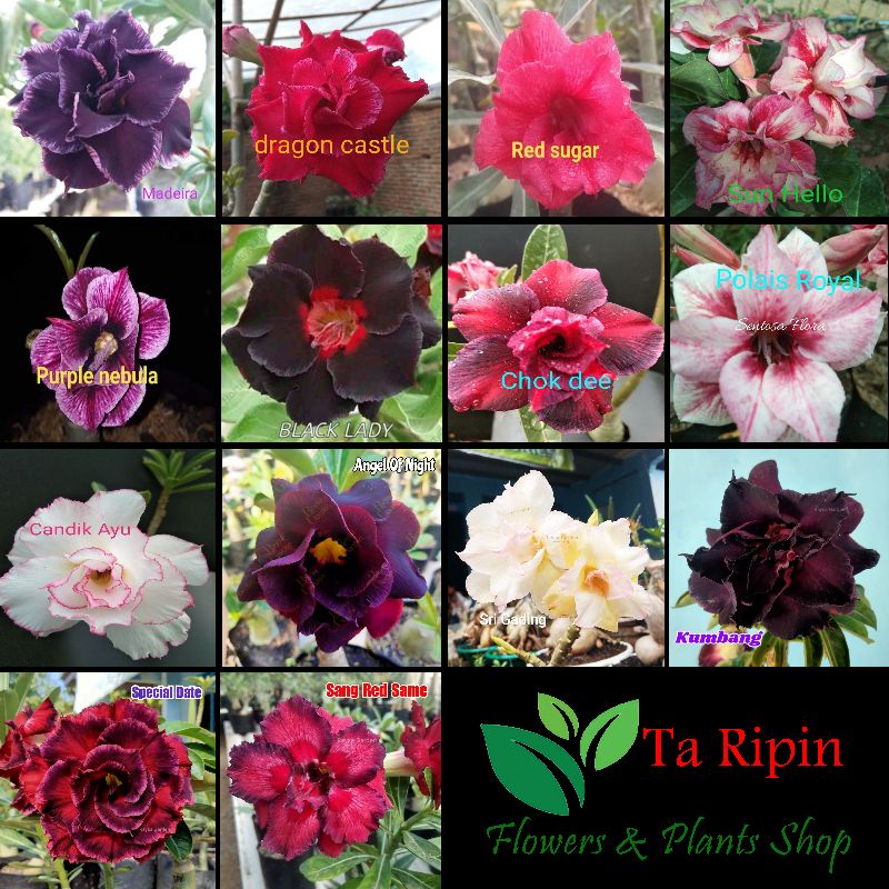 adenium grafting bunga tumpuk