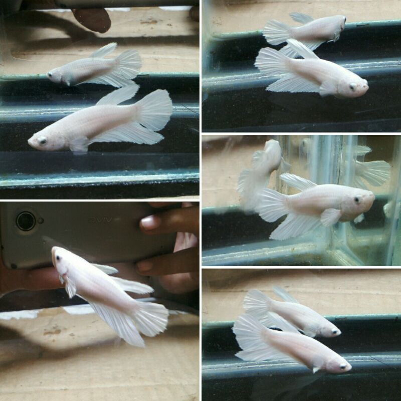 cupang HM white platinum/female/real pic