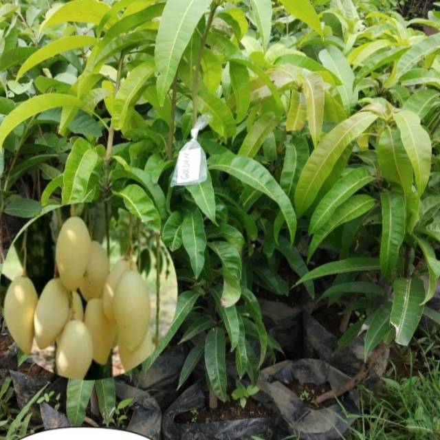 Mangga golden