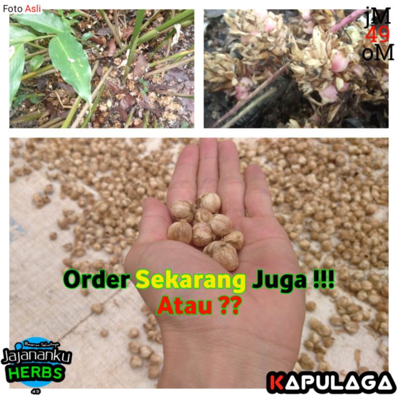 

RK01 Kapulaga Kering 1 Kg Best Quality Biji dan Ukuran Campur Cardamom Java Original