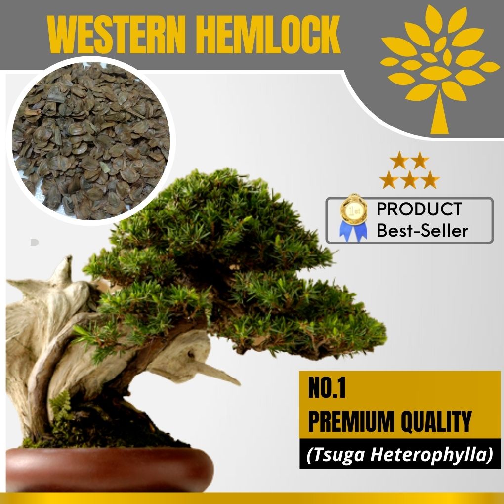 Biji Bonsai Hemlock Super Langka