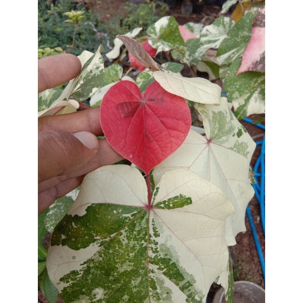 bahan bonsai waru varigata