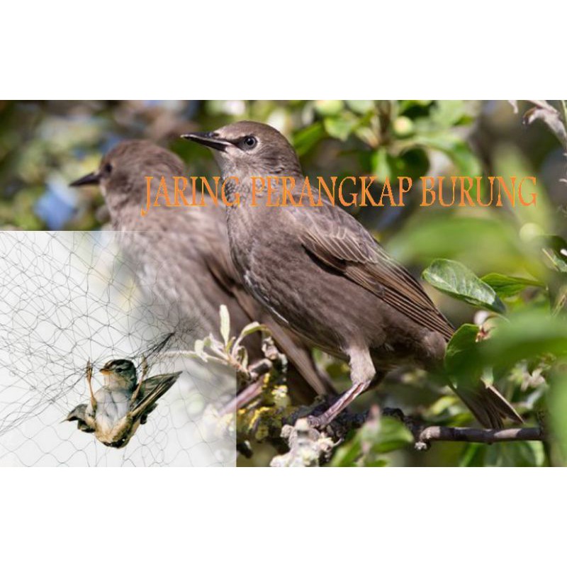 Jaring perangkap burung