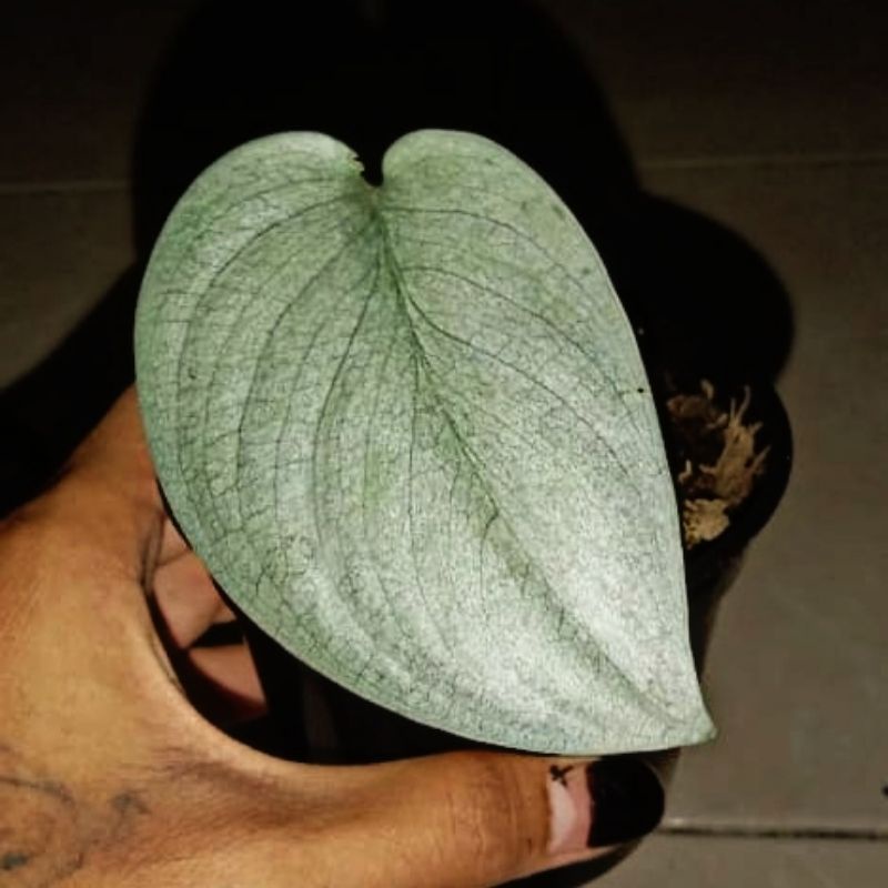 scindapsus silver hero