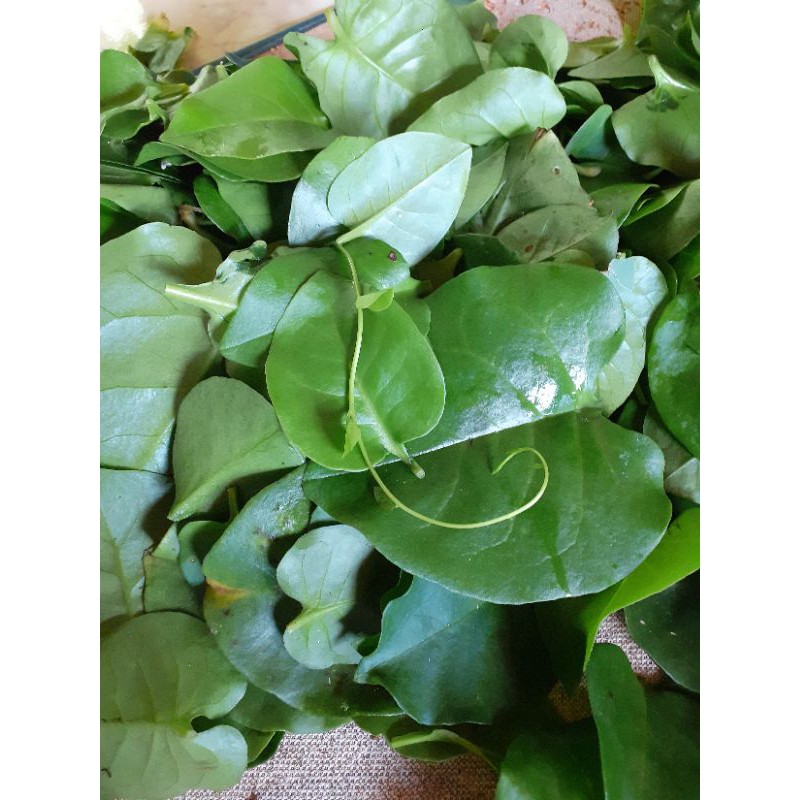 

promo daun bihahong fress 500gr